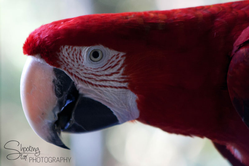 Maccaw Parrot