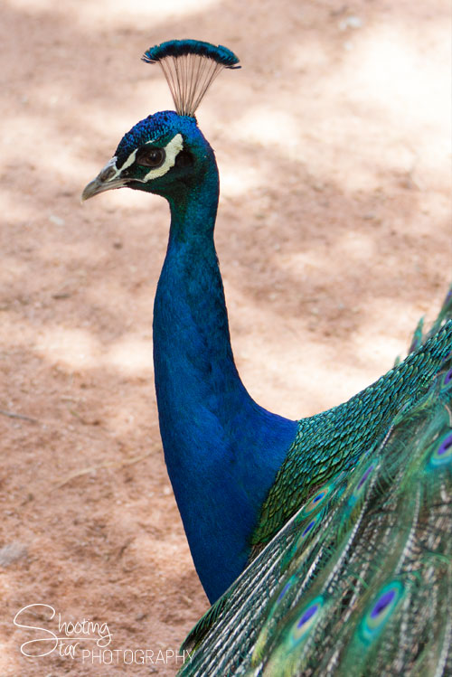 Peacock