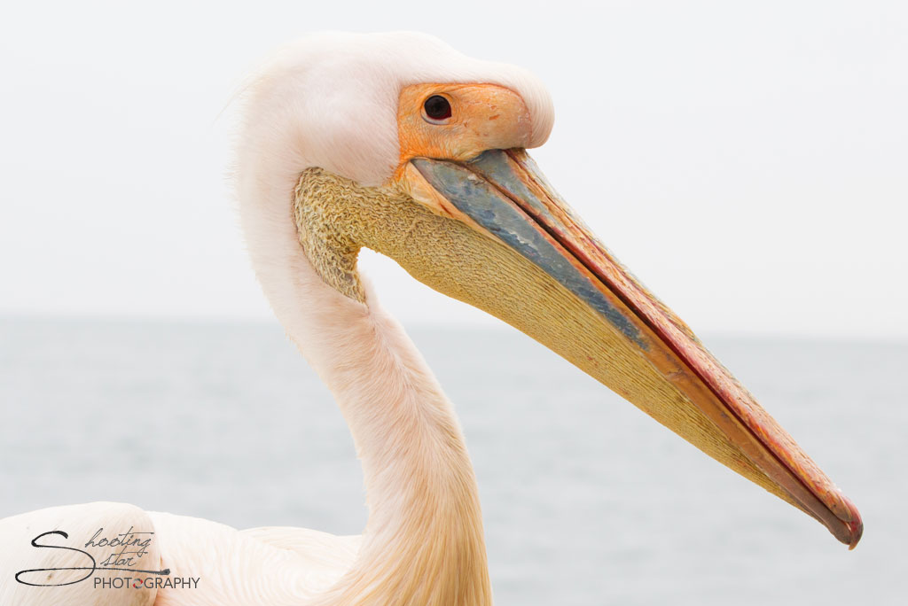 Pelican