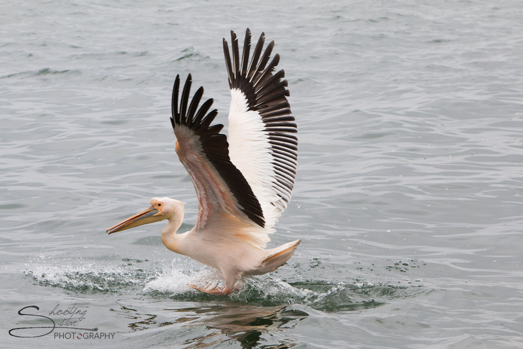 Pelican