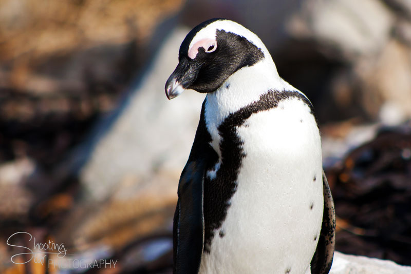 African Penguin