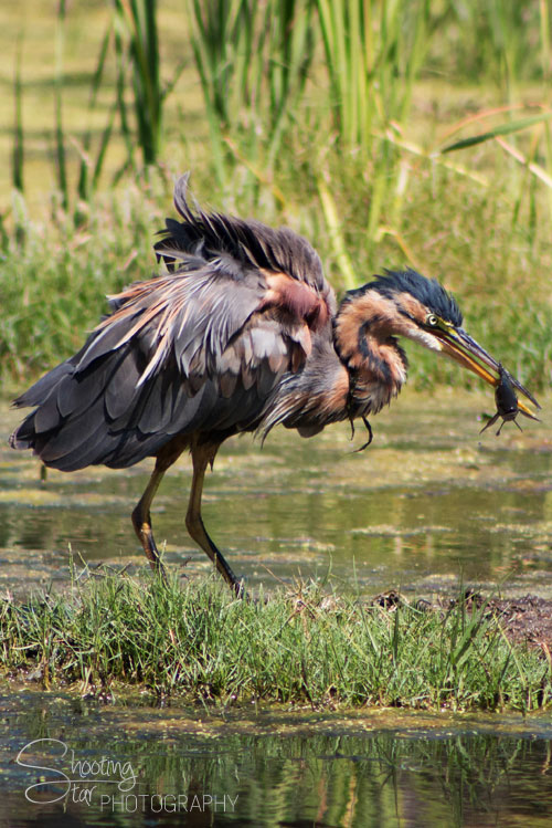 Purple Heron