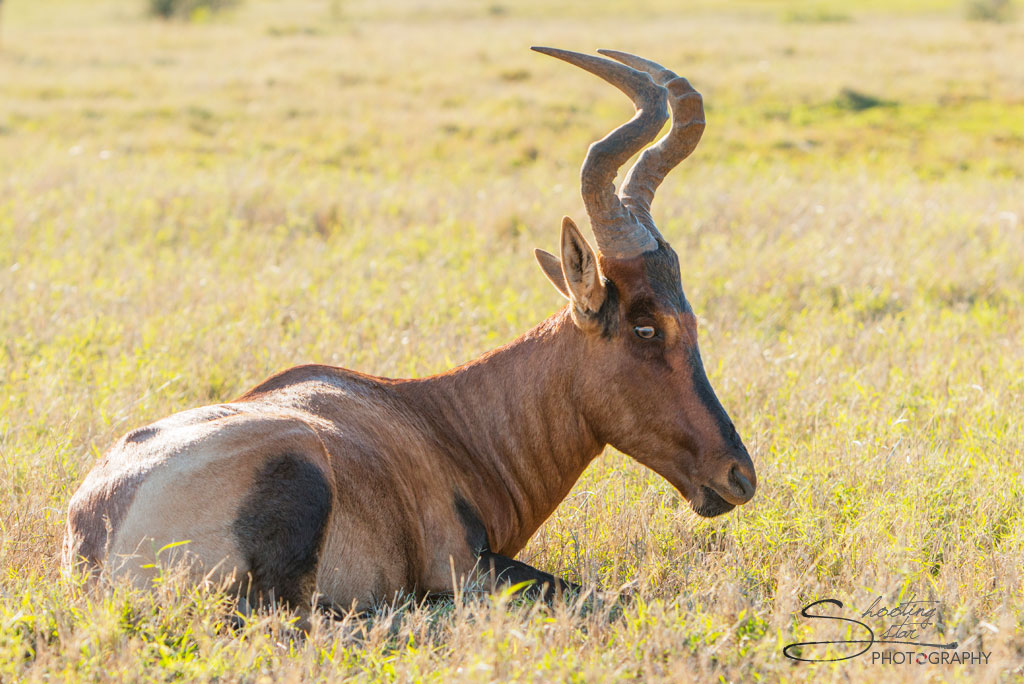 Red Hartebeest