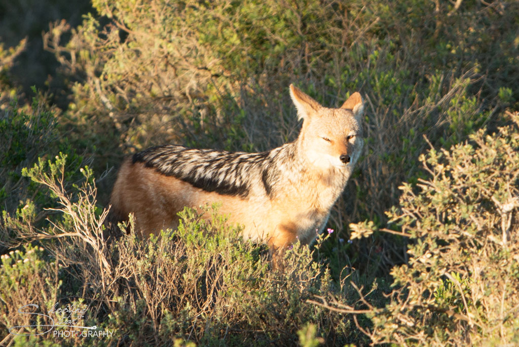 Black-backed Jackal