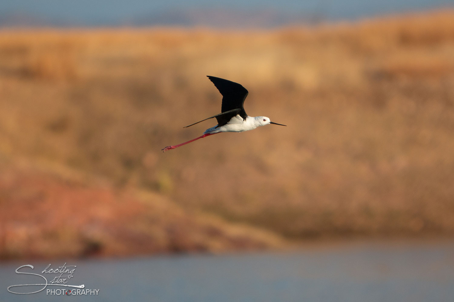 Black-winged Stilt