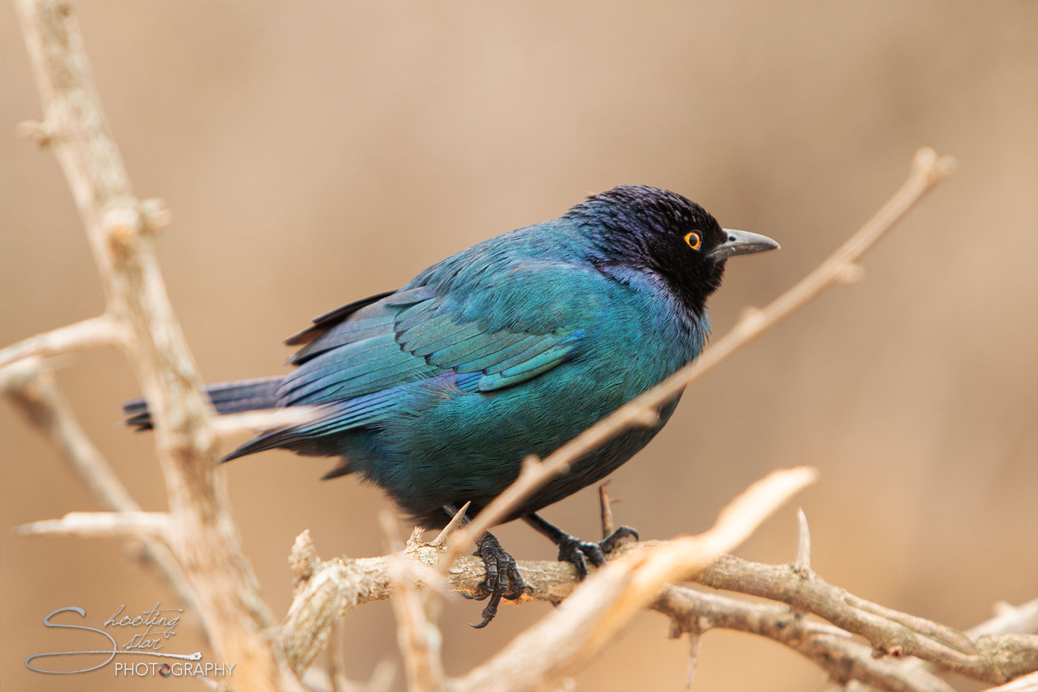 Cape Starling