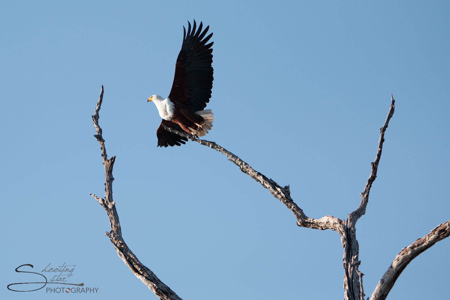Fish Eagle taking flight