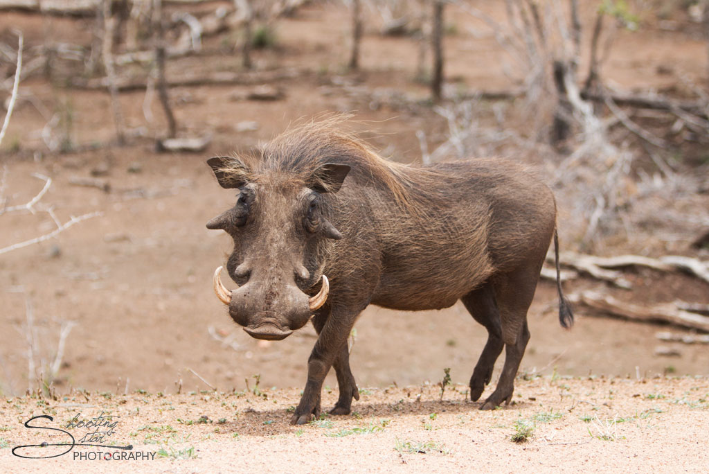 Warthog