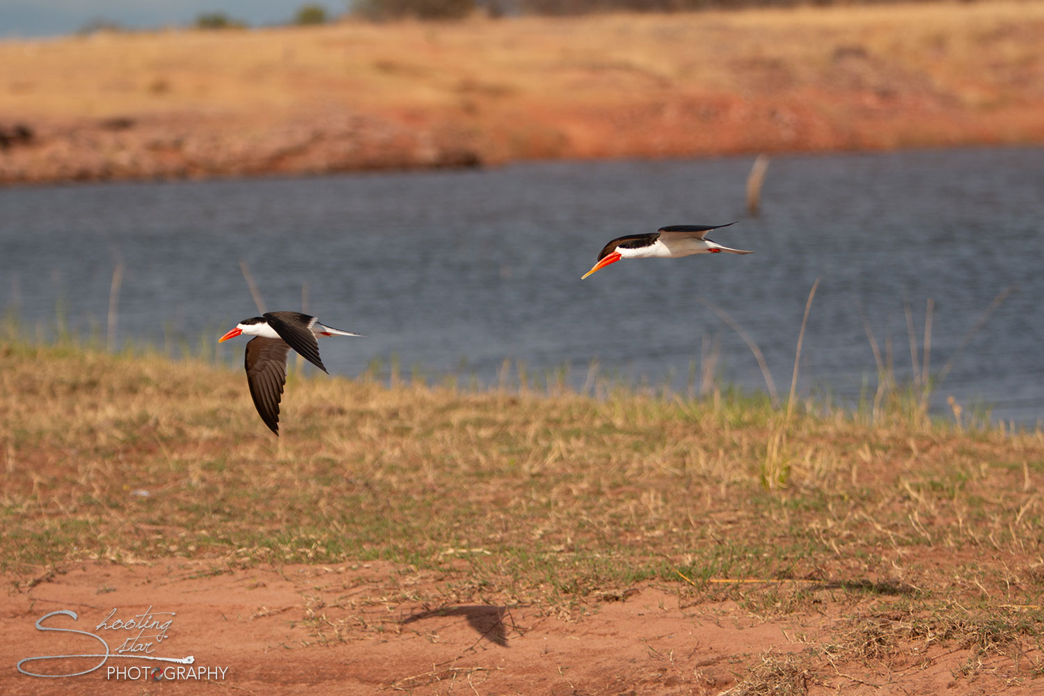 African Skimmer in flight