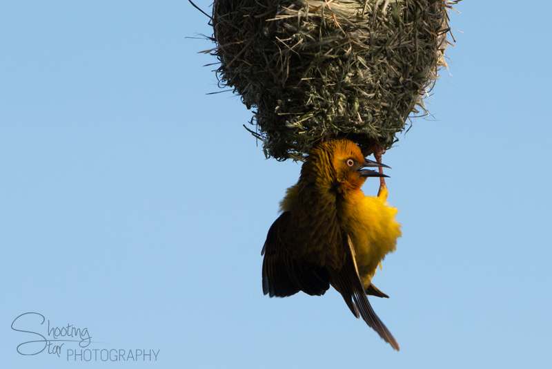 Cape Weaver