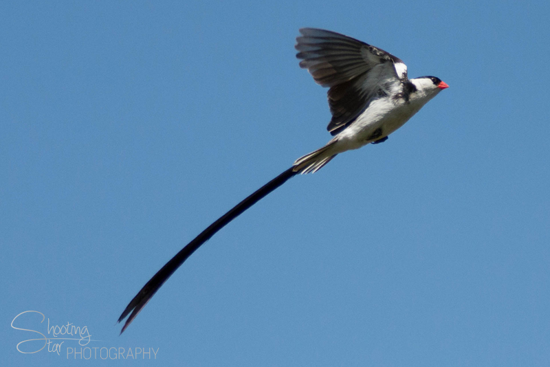 Pin-tailed Whydah