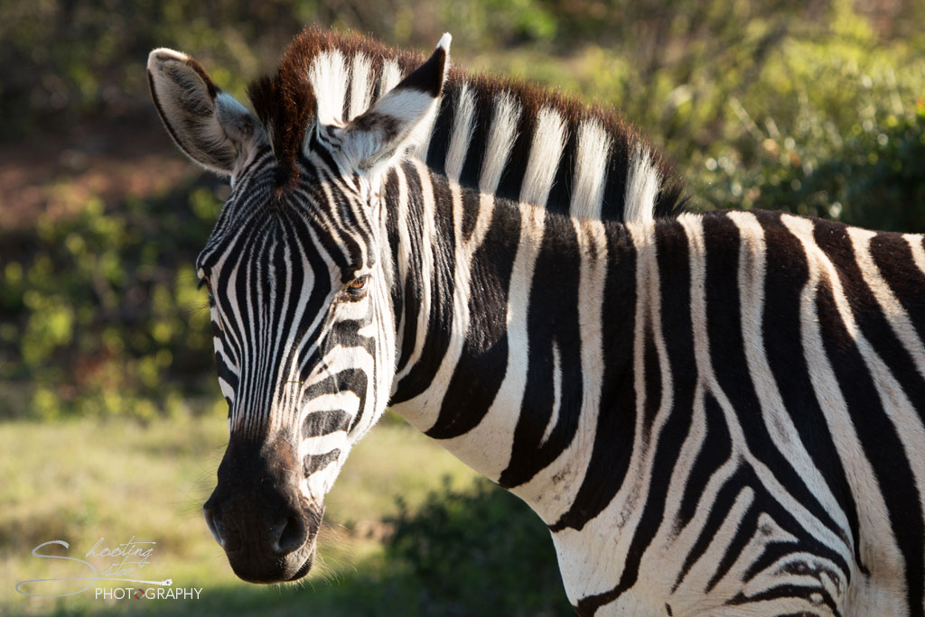 Zebra